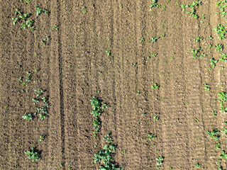 Plowed agricultural field, view from above, background.