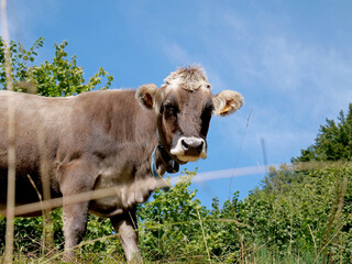 The Cabannina cow is an indigenous Ligurian cattle breed, which owes its name to the area of ​​Cabanne, a village in the hamlet of Rezzoaglio in Val d'Aveto, from which it originates.
