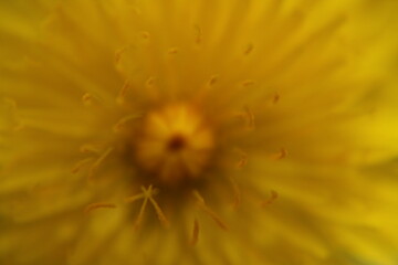 Obraz premium Bright yellow dandelion flower in full bloom, captured in vivid detail against a blurred natural background. The flower's delicate petals radiate from the center, embodying both simplicity and beauty