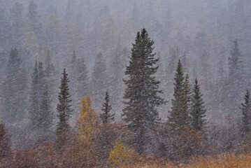 Russia. The South of Western Siberia, the Altai Mountains. The first autumn snowstorm in the relict taiga on the Seminsky pass of the Chui tract.