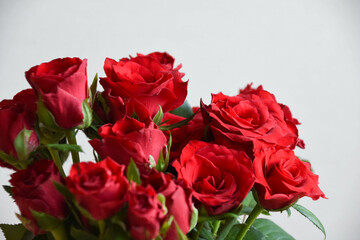 Fototapeta premium 赤い薔薇