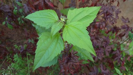 leaves in the forest