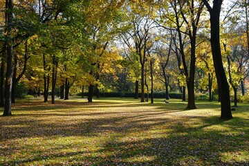 Sunny autumn afternoon in a tranquil park filled with colorful leaves and gentle shadows