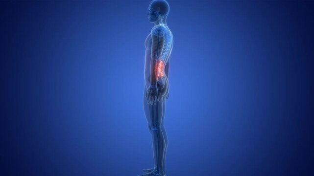 Spinal Cord Vertebral Column Lumbar Vertebrae of Human Skeleton System Anatomy Animation Concept