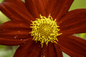 photo macro, gros plan, d'une fleur rouge au coeur jaune, de façon naturel