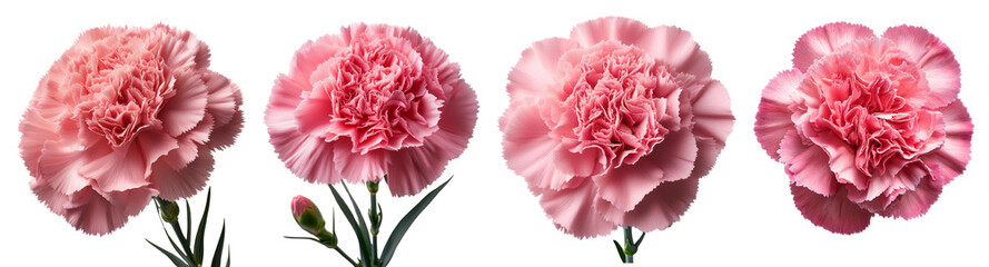 Four beautiful pink carnations with green stems, isolated on a white background.