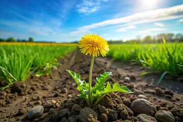 Flowering dandelion plant among green grass near arable soil Wide-Angle