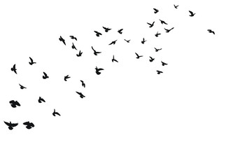 A swarm of birds flies above, silhouette sketch of a flock of birds