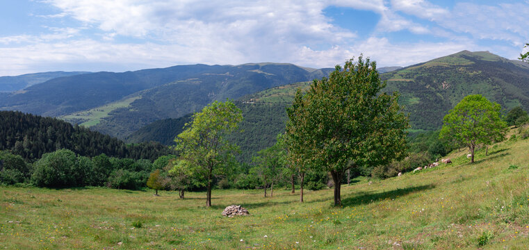 Pastos de alta monta&ntilde;a del Ripoll&egrave;s