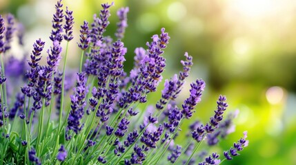 Naklejka premium Lavender Flowers in the Garden