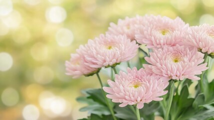 Fototapeta premium Delicate blush pink chrysanthemums display their vibrant petals, surrounded by a gentle bokeh effect in a tranquil garden