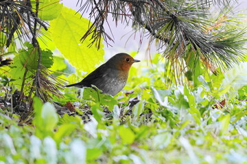 地面におりたコマドリ