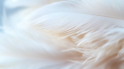 The texture of a soft white feather is highlighted, revealing its fine details and gentle curves in natural light