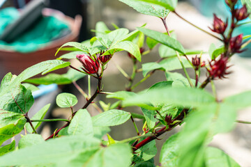 Close-up photo of Roselle (hibiscus sabdariffa) flowers in a backyard.
