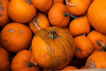 Ingathering.Pumpkins are lying on the table.Lots of pumpkins on market.Halloween
