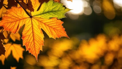 Fototapeta premium Closeup of autumn leaves in shades of orange and green illuminated by sunlight showcasing the beauty of fall seasonal