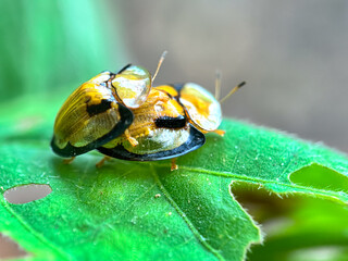 Close up of mating beetle, macro shot mating tortoise beetle