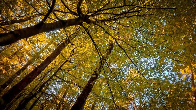 The camera smoothly moves, revealing the treetops in an autumn forest. Golden leaves in the sunlight create a picturesque view of nature and a peaceful atmosphere.