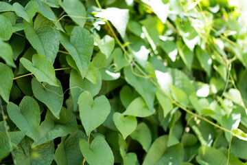 Green leaves shaped like a heart, natural light in the morning