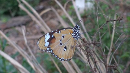 butterfly on a leaf