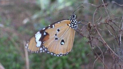 butterfly on a leaf