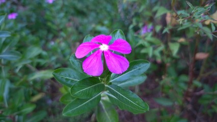 purple flowers in the garden