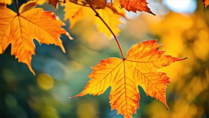 orange fall leaves in park, sunny autumn natural background