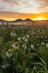 Wschód słońca w górach, na polach kwiatów - Rudawy Janowickie, Krzyżna Góra i Sokolik © krzys ser