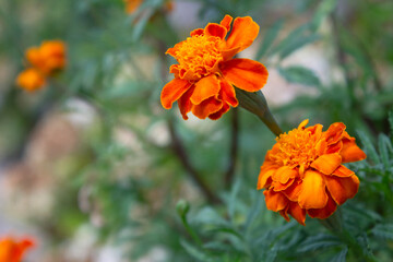 close up of Tagetes patula, the French marigold. selective focus
