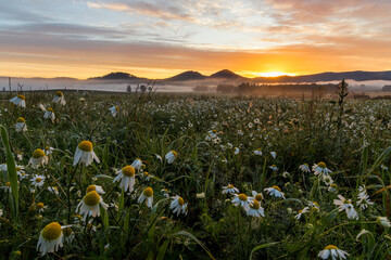 Wschód słońca w górach, na polach kwiatów - Rudawy Janowickie, Krzyżna Góra i Sokolik © krzys ser
