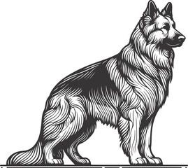 German Shepherd Dog Line art Contour vector illustration Continuous line drawing.