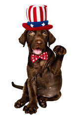 Uncle Sam puppy png sticker, Labrador Retriever on transparent background