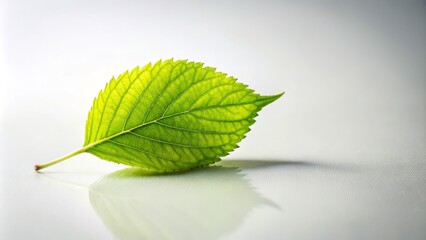 Delicate green leaves isolated on a bright white backdrop reflect nature's elegance and simplicity, ideal for achieving a tranquil, minimalist aesthetic in your space.