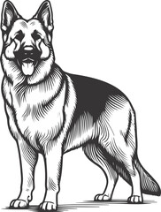 German shepherd dog in different poses on a white background objects silhouette illustration.
