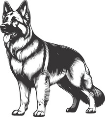 German shepherd dog in different poses on a white background objects silhouette illustration.