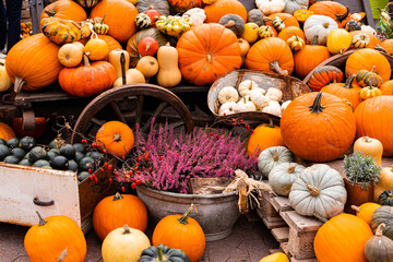 Ingathering.Pumpkins are lying on the table.Lots of pumpkins on market.Halloween