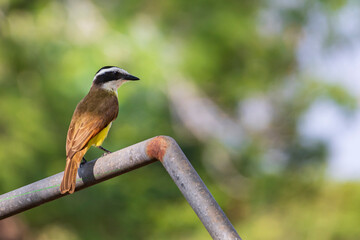 Tennessee Warbler bird a common bird in Monteverde cloud forest reserve in Monteverde, Costa Rica