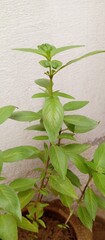 Basil Plant

*Description:*

Basil (Ocimum basilicum).
