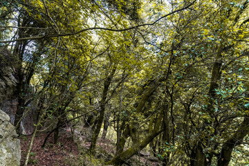 Fototapeta premium bosque visto desde el suelo