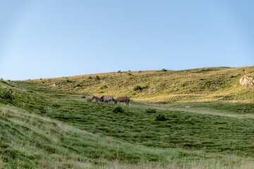 Obraz premium caballos salvajes del pirineo
