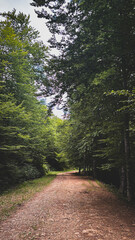 A quiet dirt path winds through a dense forest with tall, green trees on both sides, creating a peaceful and inviting scene. Perfect for nature walks, tranquility, and outdoor exploration themes