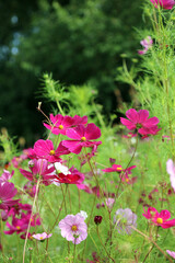 Fototapeta premium Closeup of a cluster of purple Cosmos blooms, Cambridgeshire England 