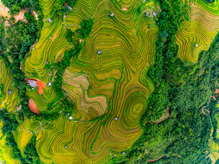 Drone aerial view of rice terrace field in harvest season,Green agricultural fields in countryside at northern Vietnam