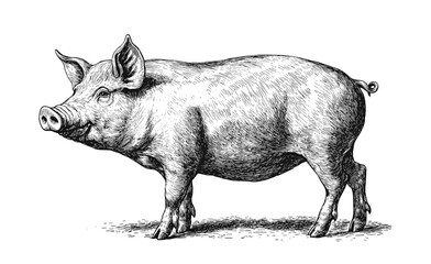 Pig, hog, boar. Vintage retro print, black white pig sketch ink pencil style drawing, linear drawing, engrave old school. Sketch artwork silhouette pig, hog, boar. Side view profile. Illustration