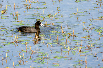 Eurasian Coot in the lake of Arai Hills
