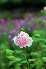 Macro image of a pink Rose bud covered in Autumn dew, Cambridgeshire England
