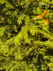 green branches of a pine tree close-up, short needles of a coniferous tree close-up on a green background, texture of needles of a Christmas tree close-up