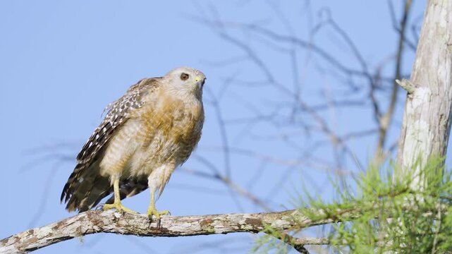 Red-Shouldered Hawk Turning Perched on Branch