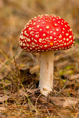 Czerwony muchomor w śodku lasu © pinus25