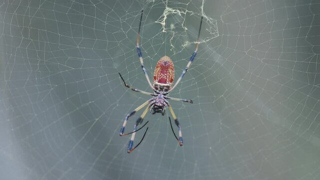 Golden Silk Orb Weaver on Web